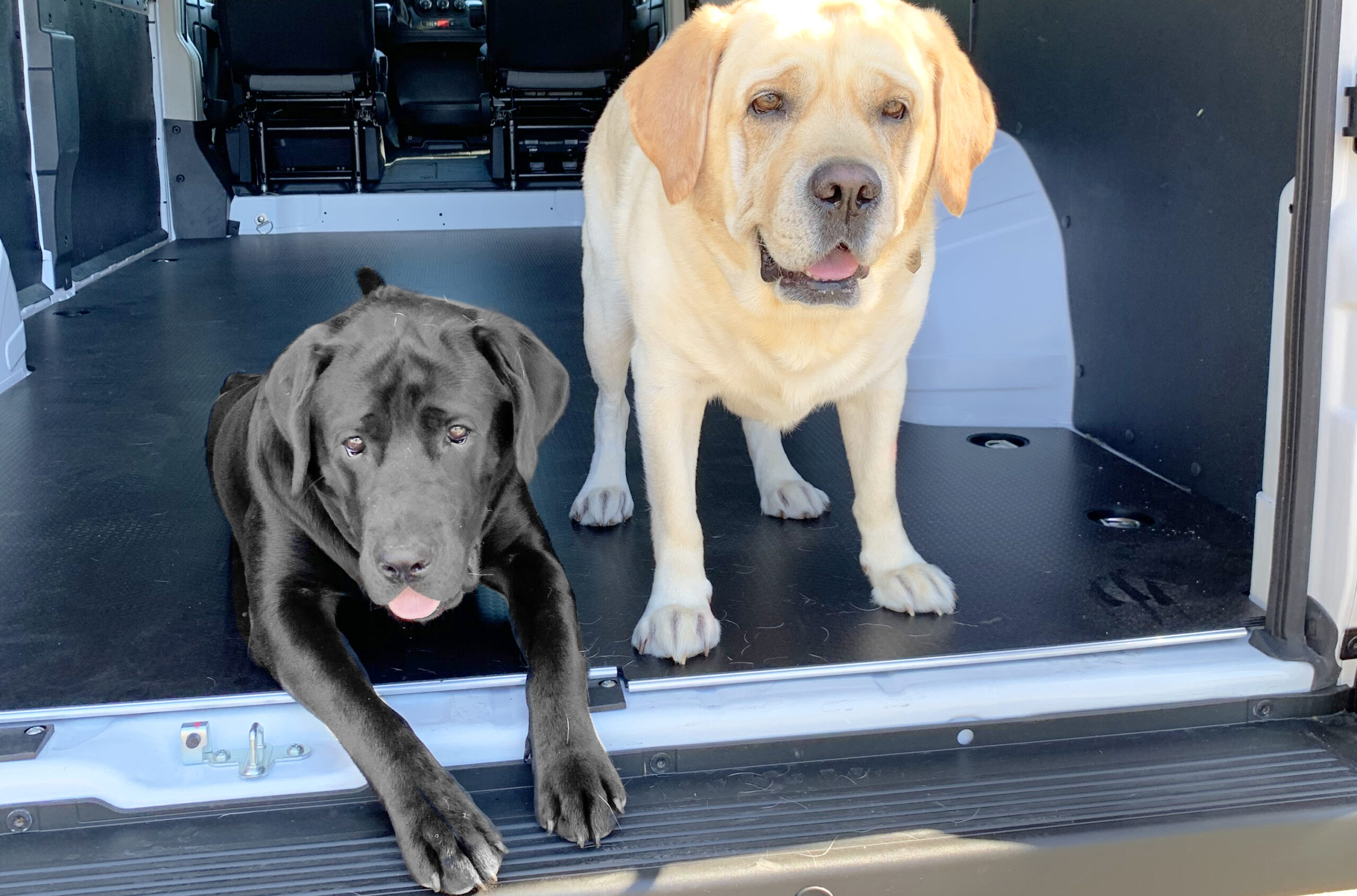 Labradors in the back of Tails Wagon truck