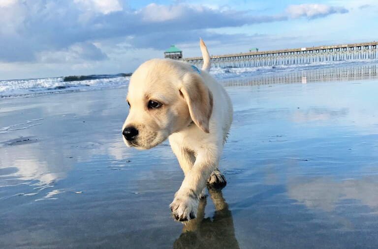 Utah Labrador puppy on Folly Beach